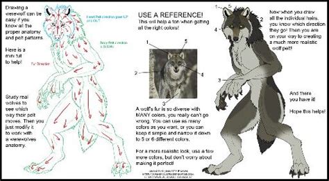 Werewolf Anatomy Werewolf Deviantart Drawings Werewolf Art