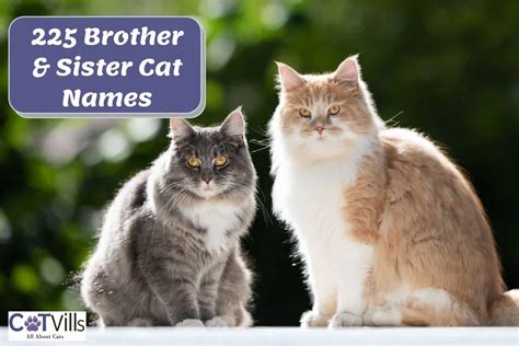 225 Brother And Sister Cat Names For Feline Siblings