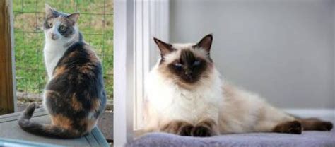 Dilute Calico Vs Balinese Breed Comparison Mycatbreeds