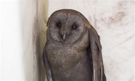 Barn Owl Paws