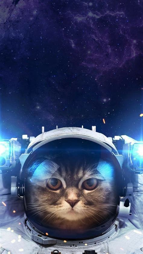 720p Free Download Astronaut Kitty Animals Astronauts Cats Space