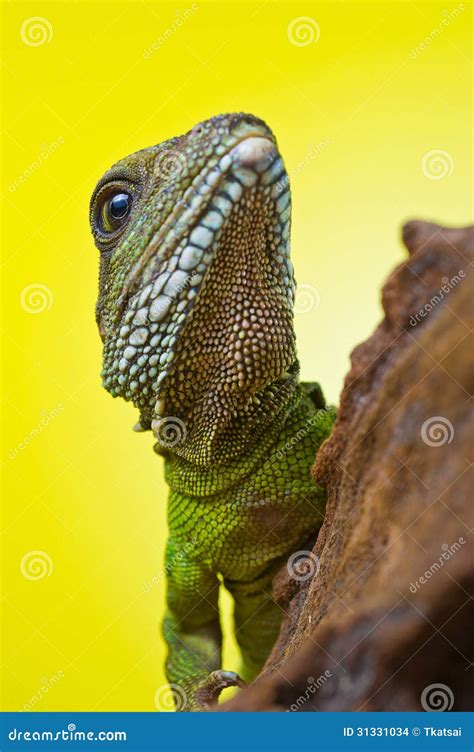 Portrait Of Beautiful Water Dragon Lizard Reptile Sitting On A B Stock