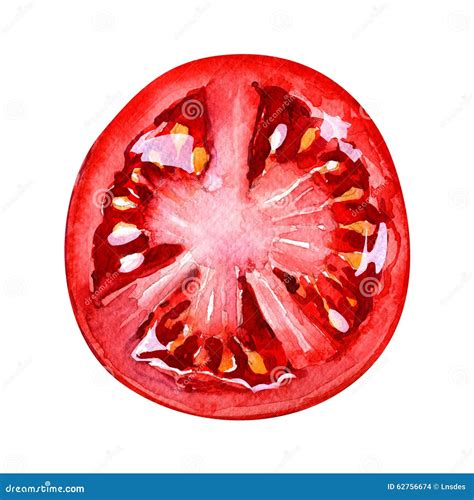Tomato Slice Isolated On White Background Top View Stock Illustration