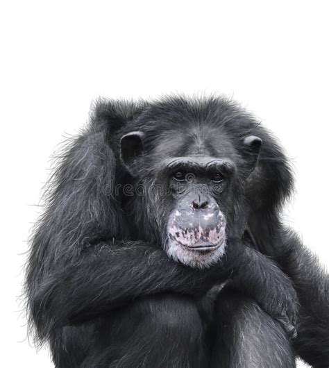 Mono Negro Del Chimpancé Asustado Foto De Archivo Imagen De Bosque