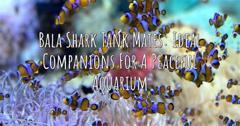 Bala Shark Tank Mates Ideal Companions For A Peaceful Aquarium Aqua Revolt
