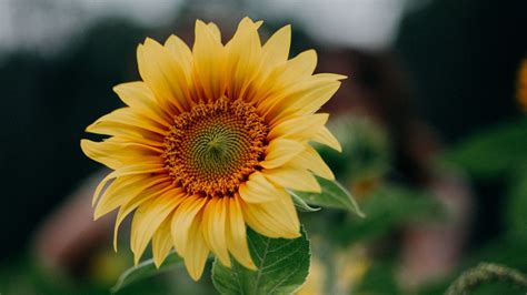 Download Wallpaper 1280x720 Sunflower Flower Field Summer Hd Hdv
