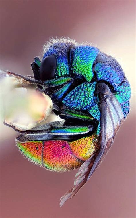 Pin By Grace Mcgee On Aesthetic In 2020 Bugs And Insects Beautiful