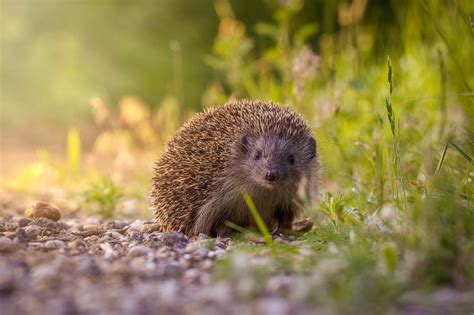 170 Hedgehog Hd Wallpapers And Backgrounds