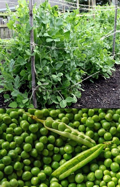 Planting And Growing Guide For Peas Pisum Sativum Learn How To Grow