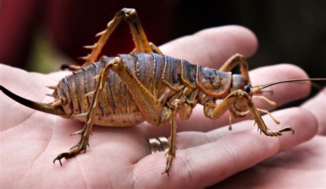 Giant Prehistoric Insects From New Zealand Outweigh Mice