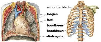 Boven En Midden Rug Bsr Julianadorp