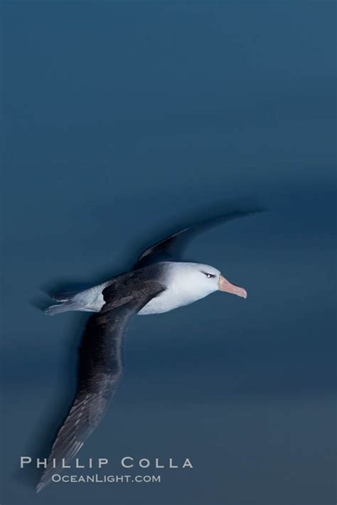 Black Browed Albatross In Flight At Sea Thalassarche Melanophrys