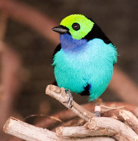 Paradise Tanager One Of The Most Colorful Birds I Have