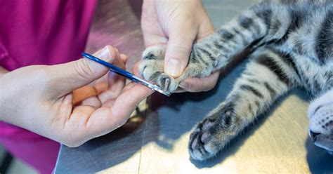 Top Tips How To Trim Cats Claws On Senior Cats Meadow Hall Vets