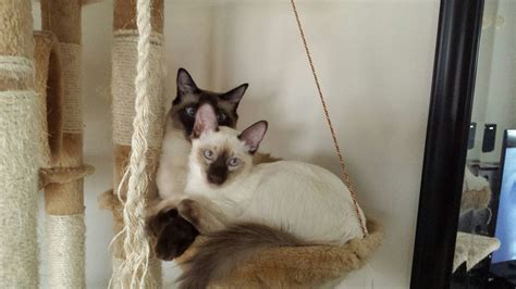 Seal Point And Chocolate Point Balinese Aka Longhaired Siamese Cats