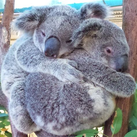 Best Friends Forever Koala Koala Bear Koalas