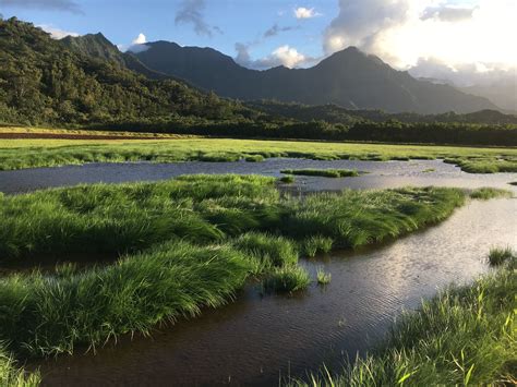 Hawaiʻi Wetlands Pacific Birds Habitat Joint Venture