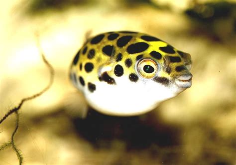 Tetraodon Nigroviridis Spotted Puffer Fish Food