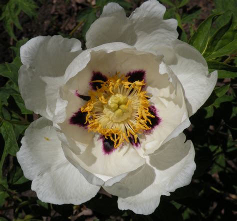 Plant peonies & poppies propagate japanese peonies from seeds plant iris seeds remove ants from peonies seed hydrangea more articles when to cut down peonies when to prune peonies? Starting Peonies from Seed | crickethillgarden
