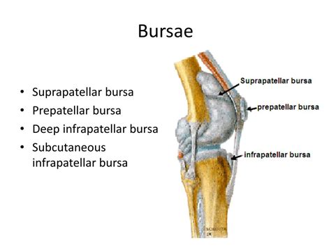 Ppt Knee Tibiofemoral Joint And Foot Powerpoint Presentation Free