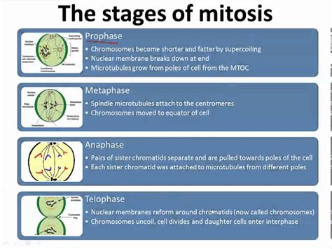 2nd stage of mitosis anaphase: Mitosis (IB Biology) - YouTube