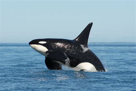 Orca Whale Jumping Wallpaper