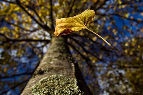 Your Photos An Autumn Leaf Falling From A Tree On The Quay Road Westport Sent In By Kevin Payne