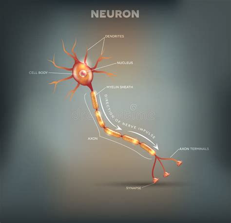 Neurona Que Es La Parte Principal Del Sistema Nervioso Ilustración Del