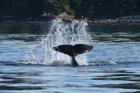 Whale Tales Tails Of Vancouver Island Grizzly Bear Tours And Whale