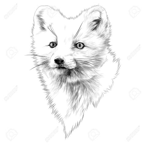 Arctic Fox Head Sketch Graphic Design Royalty Free Cliparts Arctic Fox New School Tattoo