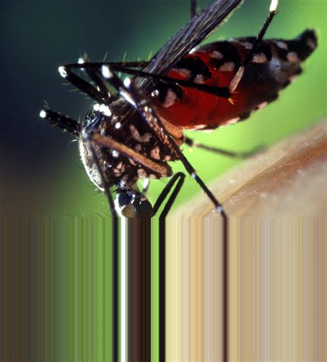 Free Picture Blood Engorged Female Aedes Albopictus Mosquito