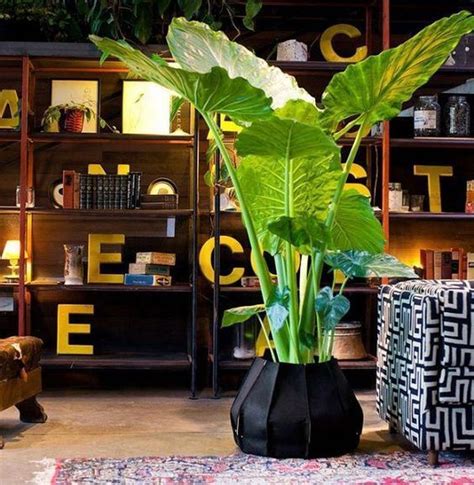 40 Awesome Indoor Plants Decor Ideas For Your Home And Apartment Trendehouse House Plants