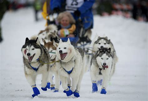 Image Issues Hound Start Of Alaskas Iditarod Sled Dog Race Inquirer