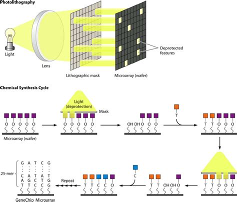Affymetrix Genechip Oligonucleotide Microarray Top Photolithography