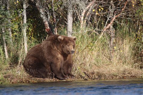 Fat Bear Week Is Over But The Glory Of Americas Fattest Bears Lives