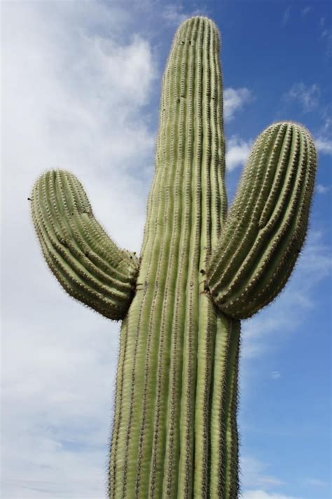 Tucson Cactus Cactus Plants Cactus Plants