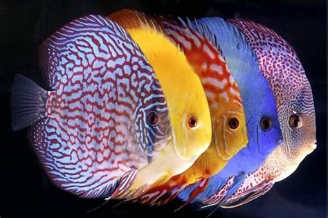 Dicas Para Criar Peixes Ornamentais Discus Aquarium Freshwater