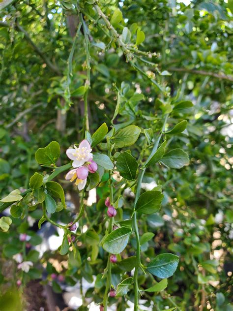 Australian Finger Lime Citrus Australasica Treeland Nurseries