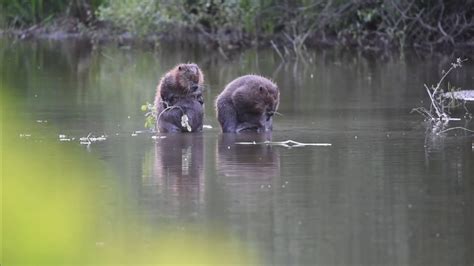 Beaver Meeting Youtube