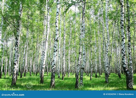 Spring Birch Forest Stock Photo Image 41024294