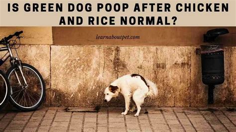 Green Dog Poop After Chicken And Rice 7 Menacing Facts