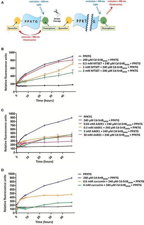 Frontiers Structural Insights Into Substrate Recognition By