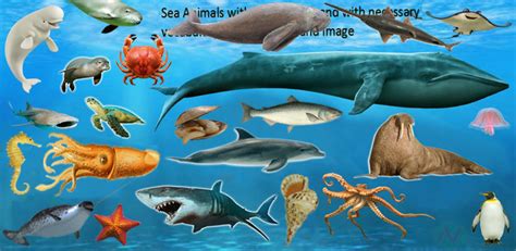 When primary culture of animal cells is first subcultured or passaged , it became animal cell line. Sea Animals Names with Pictures | Necessary Vocabulary ...