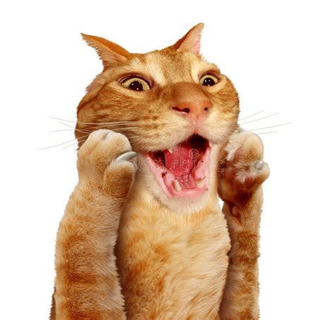 Surprised Cat Expression Stock Image Image Of Animal 183296039
