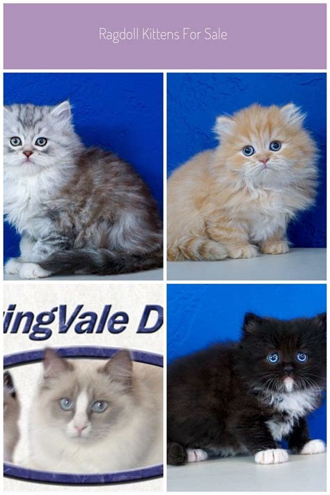 Super cute doll face persian kittens have arrived this spring. Ragdoll Kittens for Sale Near Me | Buy Ragdoll Kitten ...