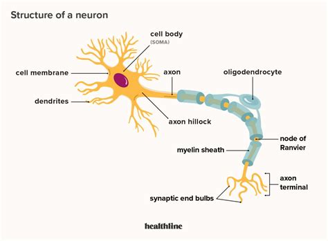 Parts Of A Neuron And Their Functions With Labelled Diagram Images