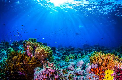 Recursos marinos conoce los tesoros naturales del océano Bioguia