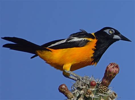 National Bird Of Venezuela Venezuelan Troupial Symbol Hunt