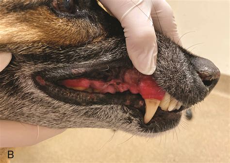 Gingival Hyperplasia In Dogs