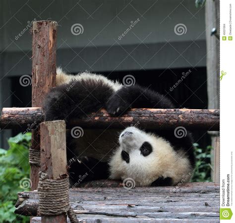 Giant Panda Bear Cub Stock Photo Image Of Audience